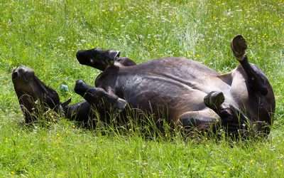 The Crucial Link: Exploring the Importance of Gut Health on Equine Skin