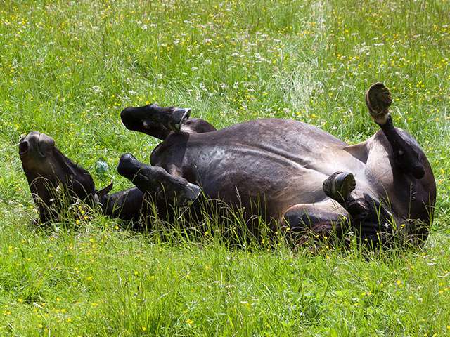 Horse in Field Rolling in Grass