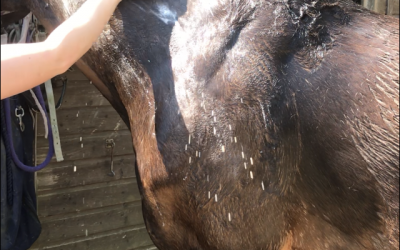 The Significance of pH in Equine Skin Health: A Key to Overall Well-being