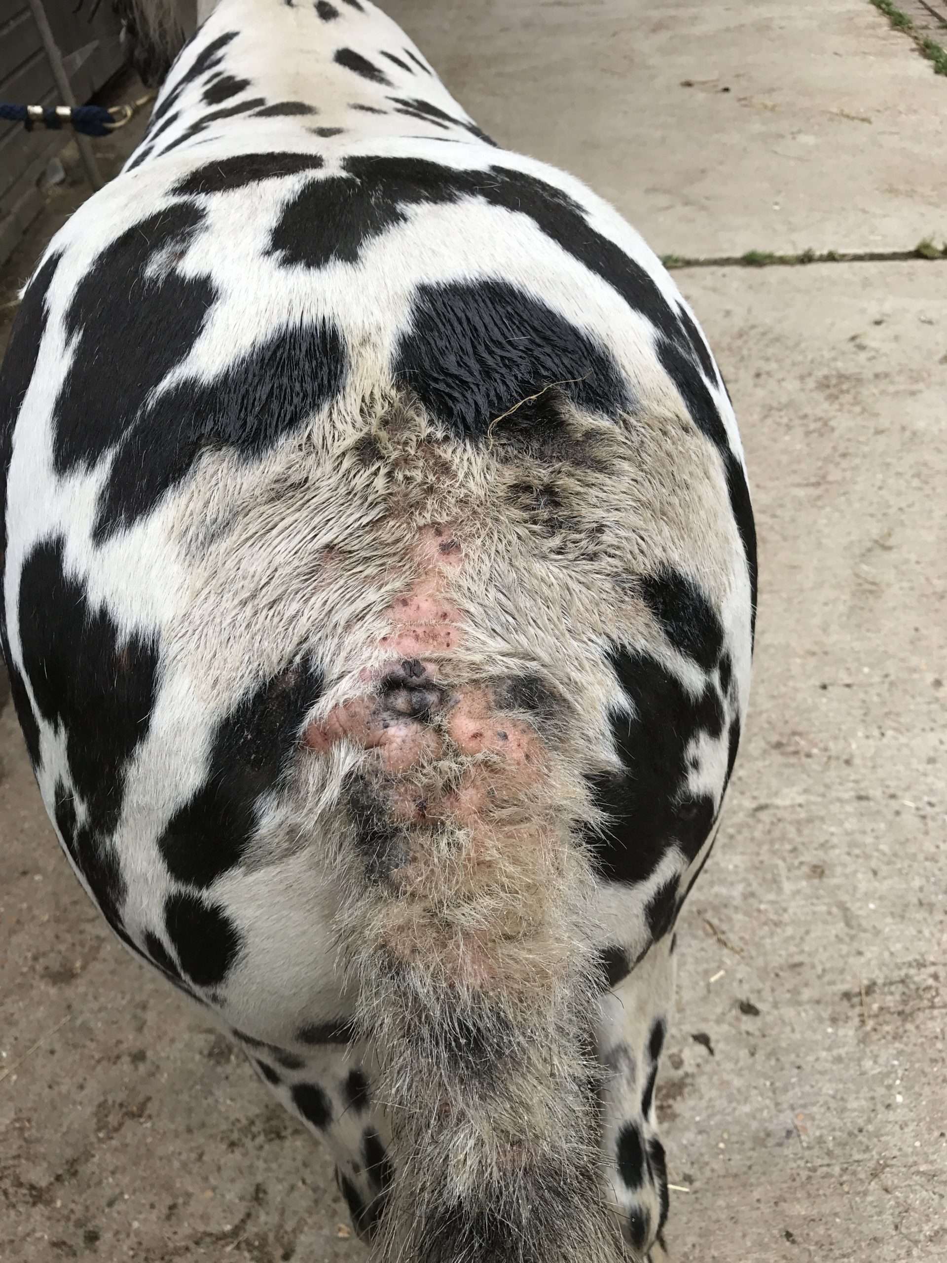 Spotty Pony with Sweet Itch Tail