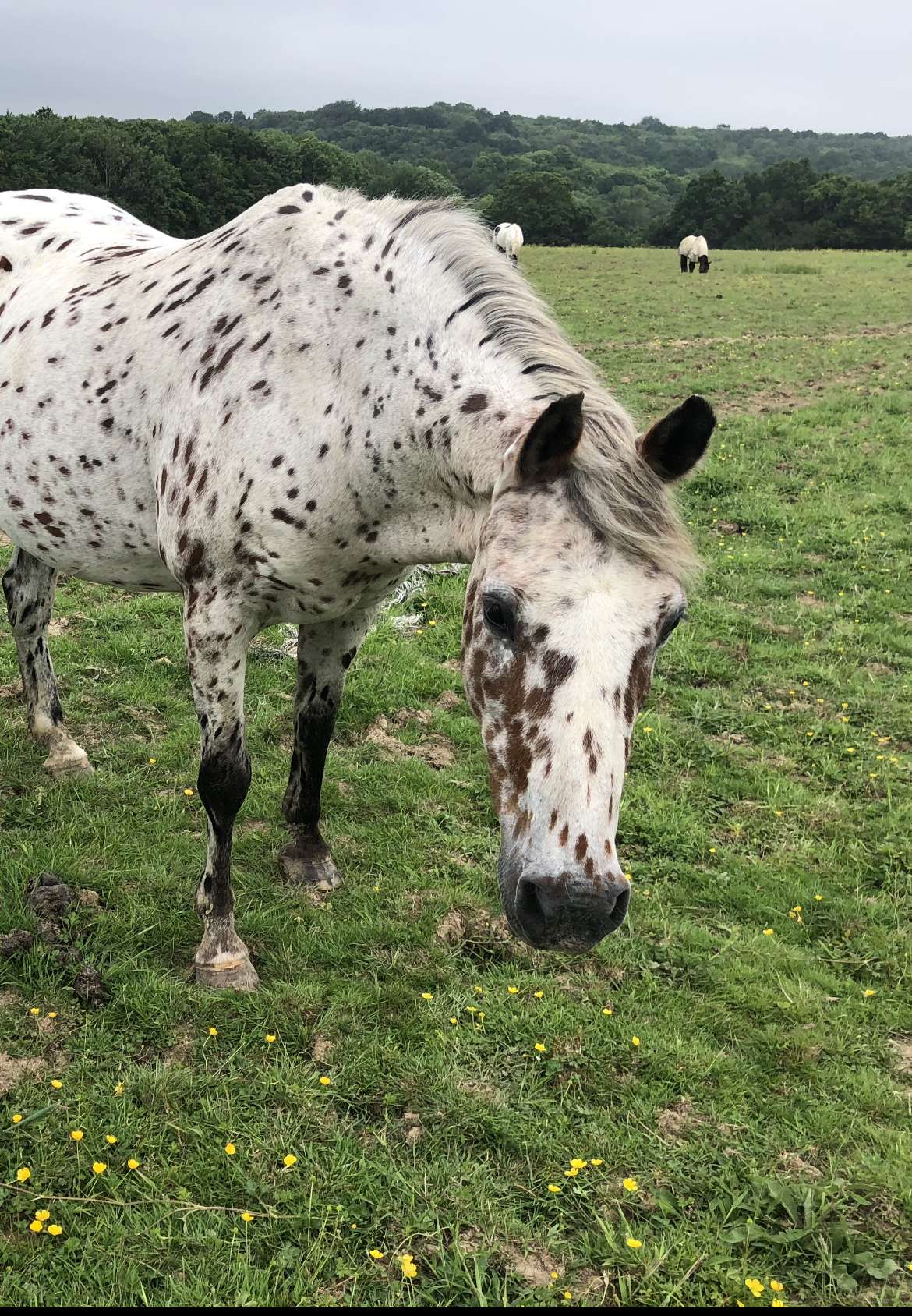Spotty Pony in Field
